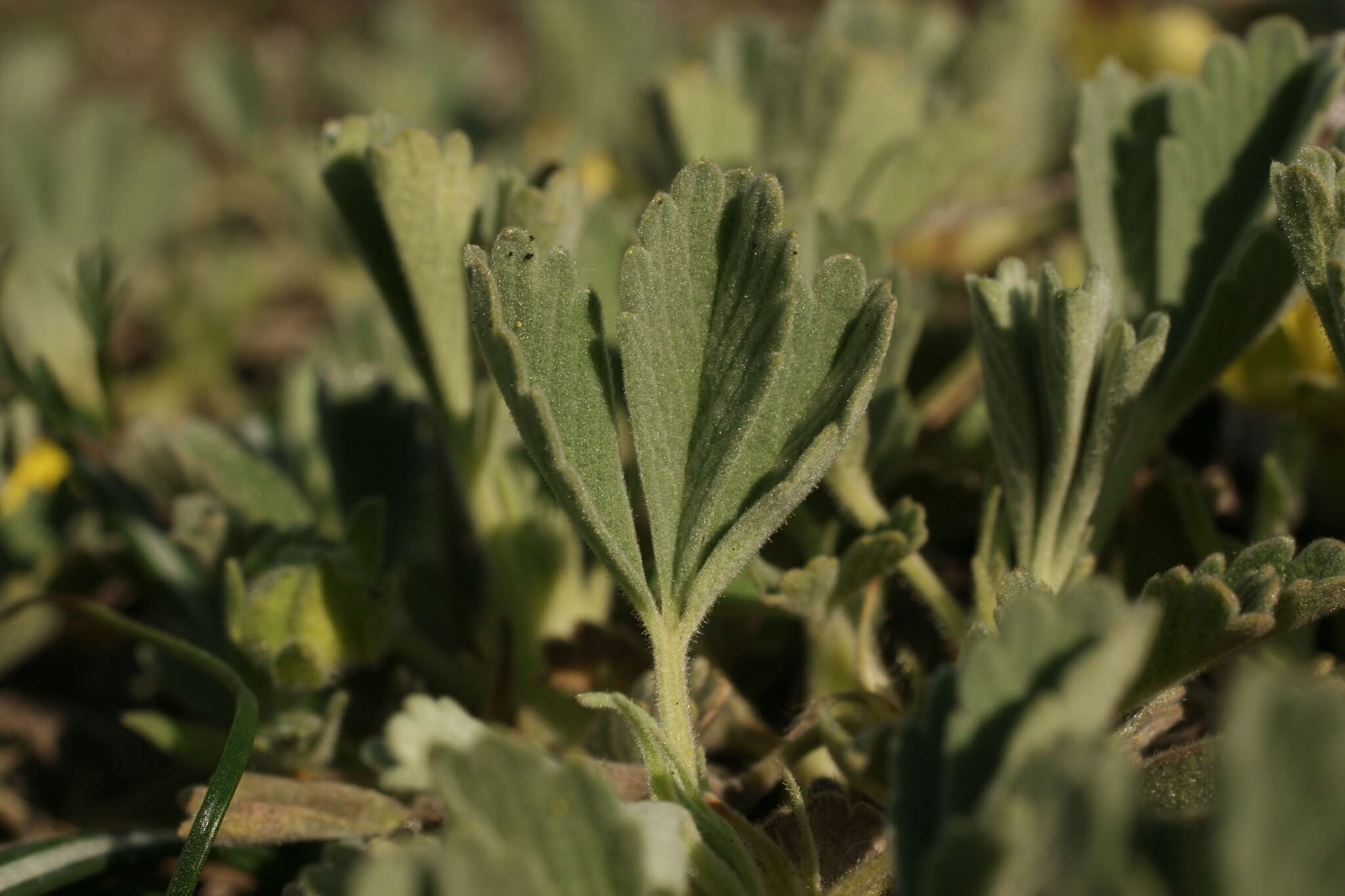 Image of abbotswood potentilla