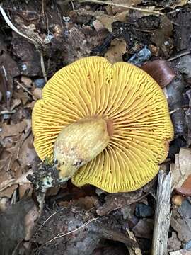 Image of Golden-gilled bolete