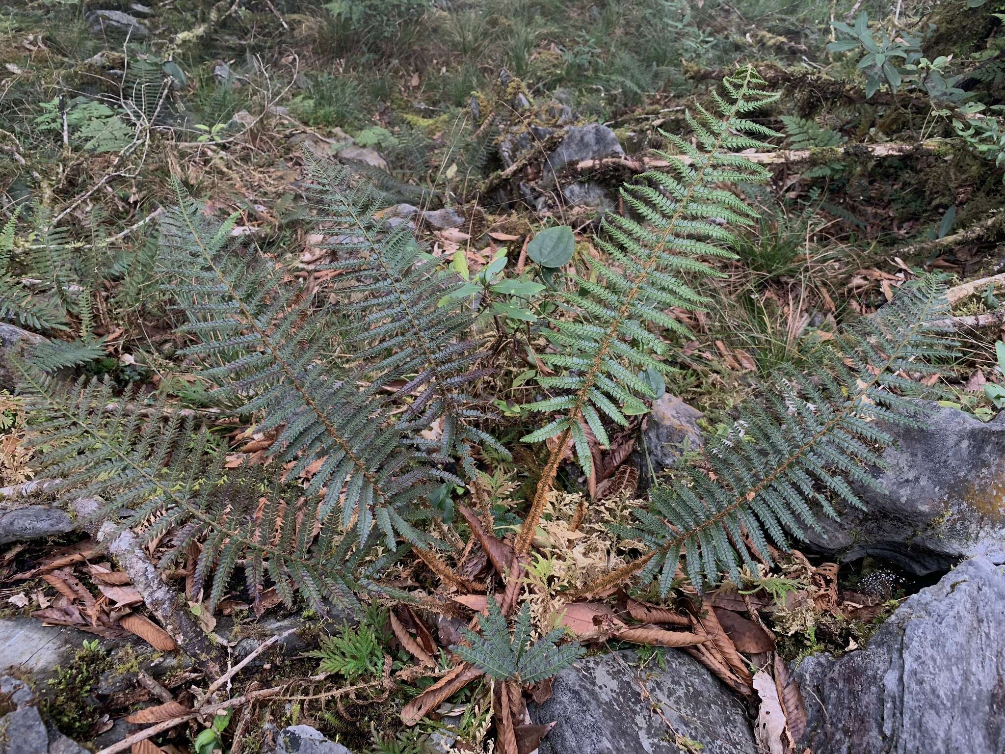 Image de Polystichum parvipinnulum Tag.