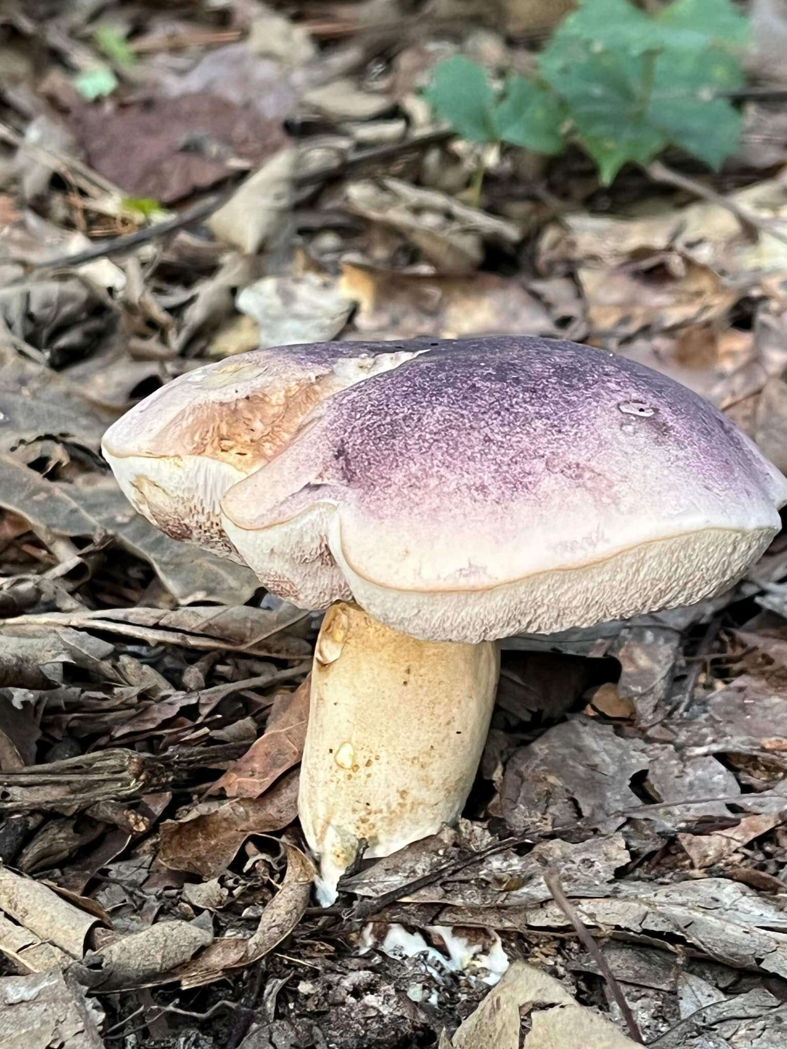 Image of Tylopilus williamsii Singer & J. García 1991