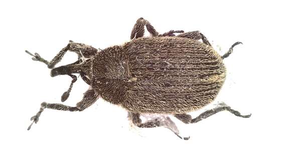 Image of <i>Rhinusa eversmanni</i>