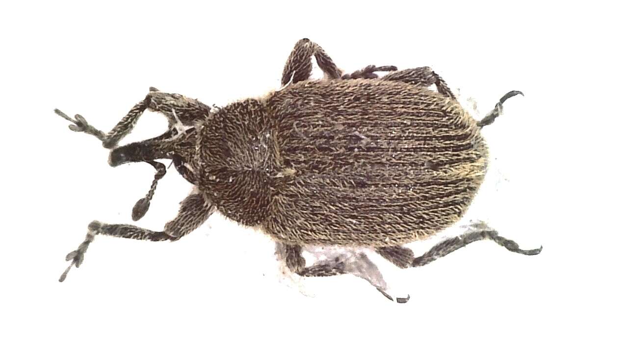 Image de <i>Rhinusa eversmanni</i>