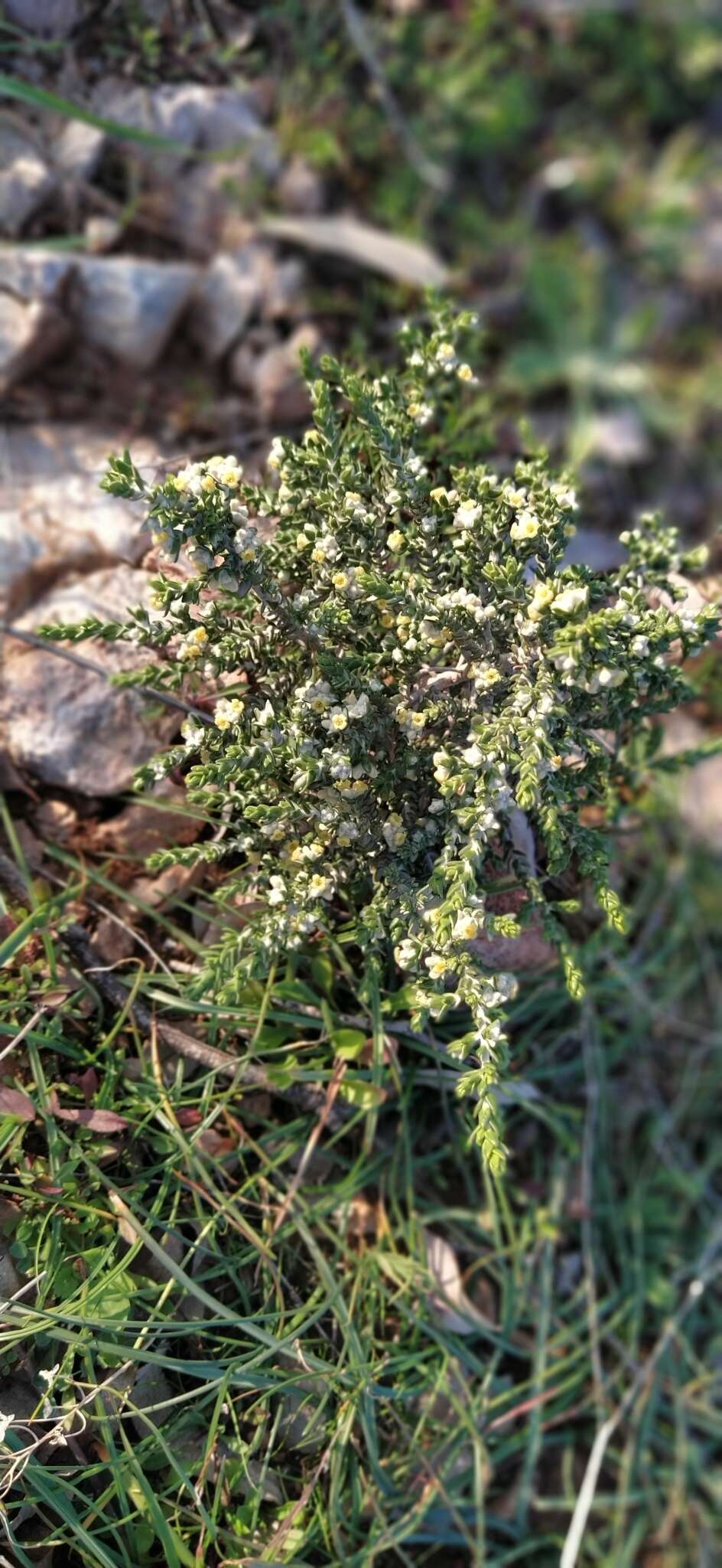 Image of Thymelaea hirsuta (L.) Endl.