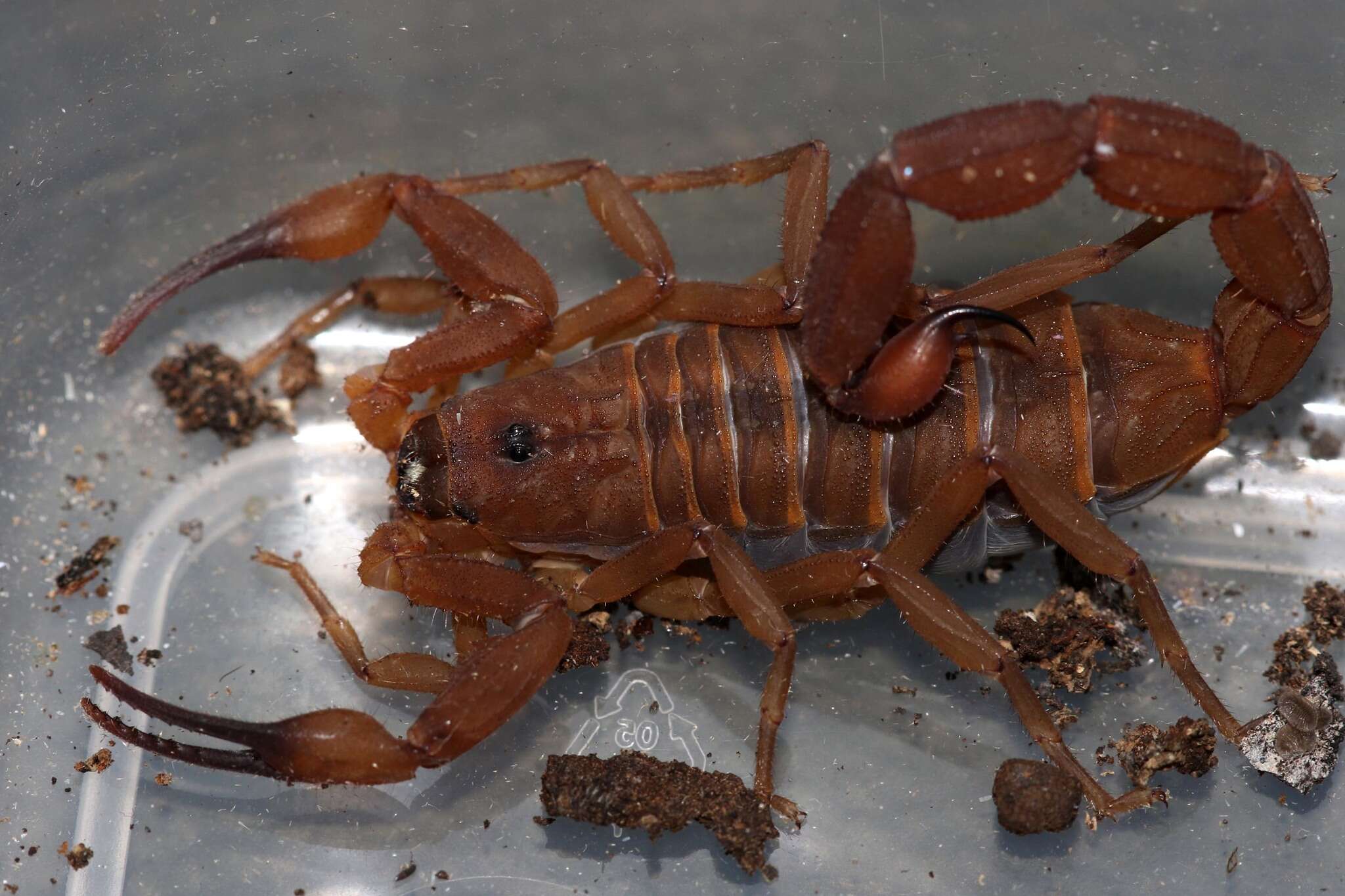 صورة Babycurus jacksoni (Pocock 1890)