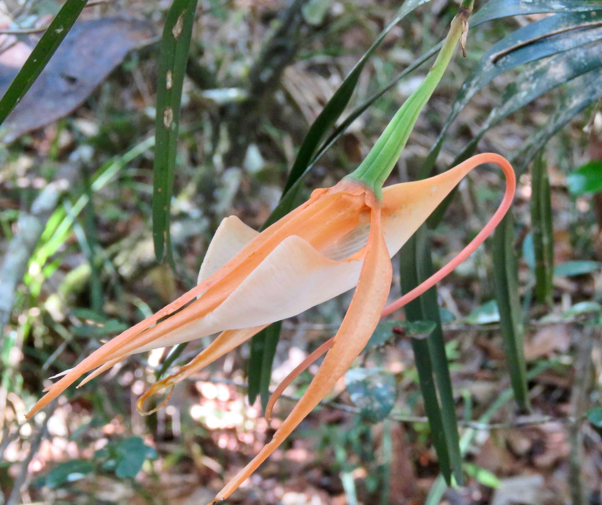 Image of Angraecum viguieri Schltr.