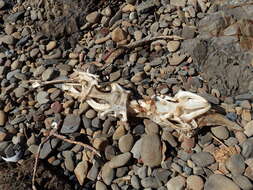 Image of New Zealand rough skate