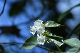 Слика од Jacquemontia nodiflora (Desr.) G. Don