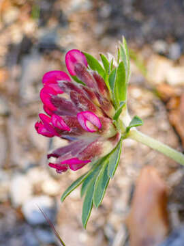 Image of Anthyllis vulneraria subsp. rubriflora (DC.) Arcang.