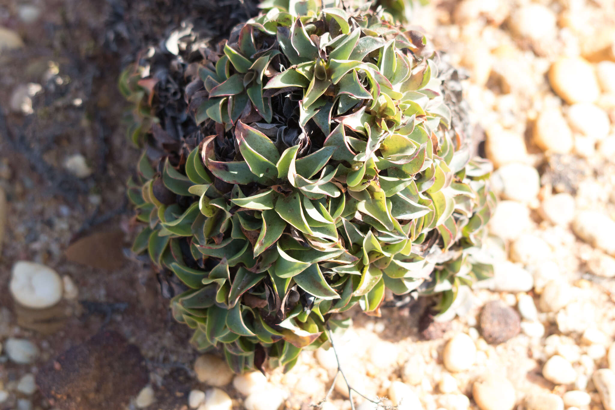 صورة Limonium nydeggeri M. Erben