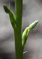 Image de Platanthera elongata (Rydb.) R. M. Bateman