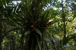 Guzmania nicaraguensis Mez & C. F. Baker的圖片