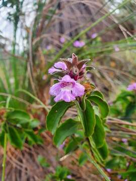 Image of Hemigenia incana (Lindl.) Benth.