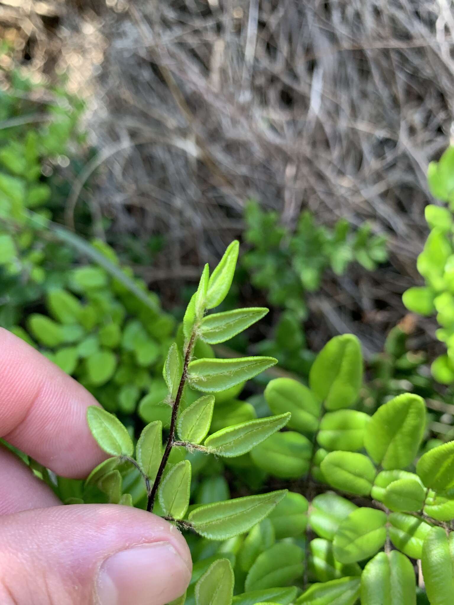 Image of Pellaea pteroides (L.) Prantl