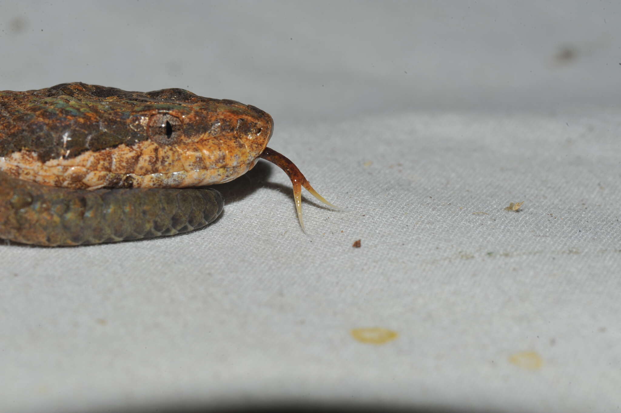 Tropidophis melanurus (Schlegel 1837) resmi