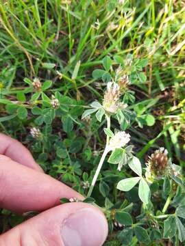 Image of knotted clover