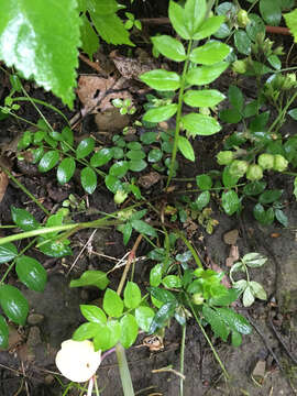 Image of Greek valerian