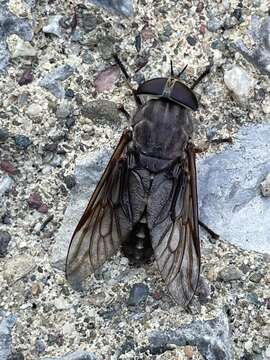 Image of Tabanus catenatus Walker 1848