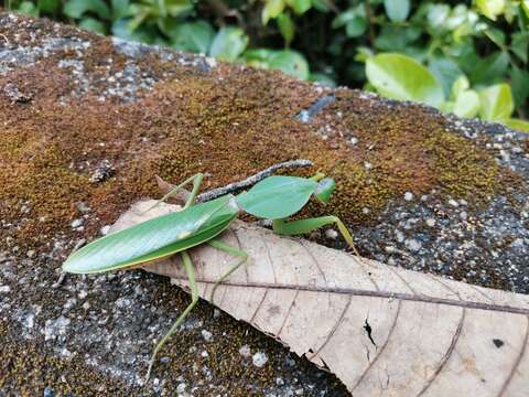 Image of Giant Malaysian Shield Mantis