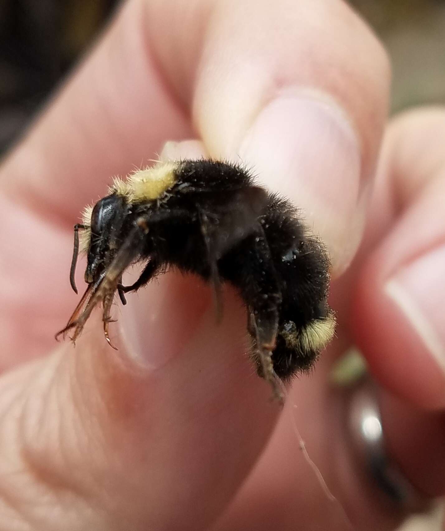 Image of Van Dyke Bumble Bee