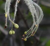 Image of Galium tomentosum Thunb.