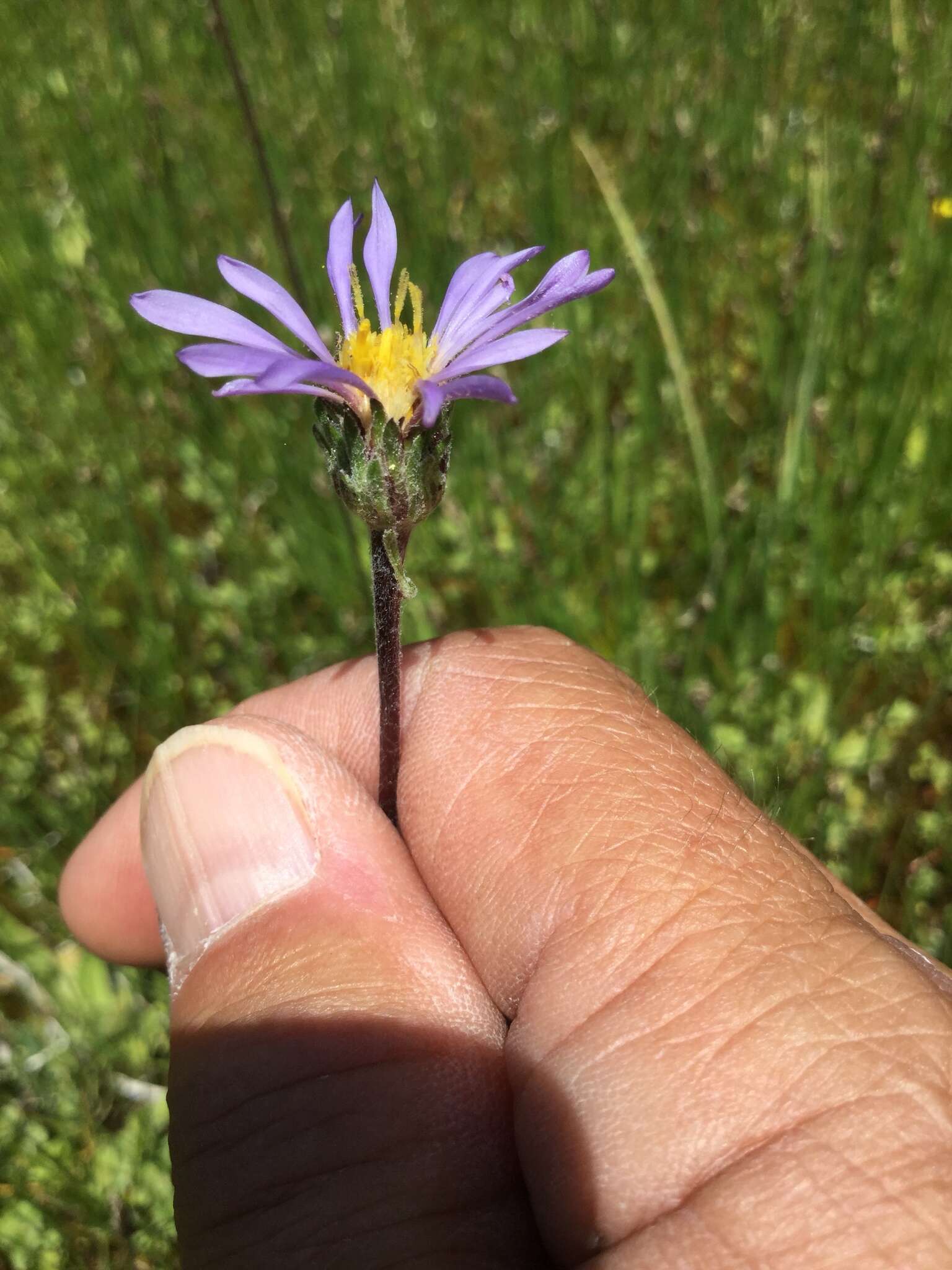 Image of tundra aster