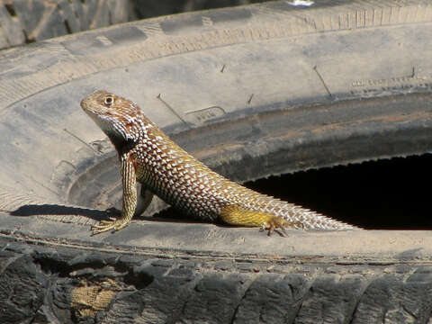 Image of Baja California Spiny Lizard