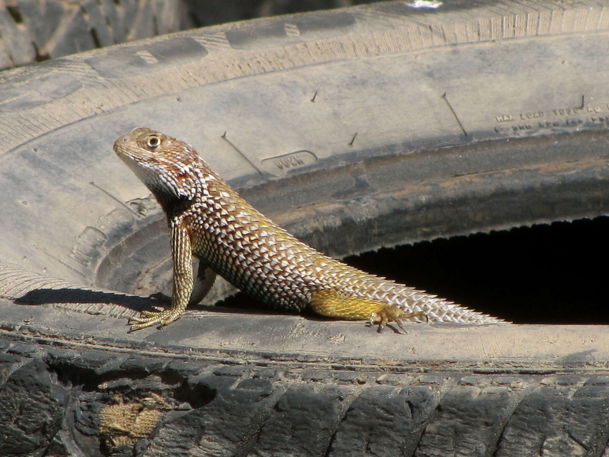 Image de Sceloporus zosteromus rufidorsum Yarrow 1882