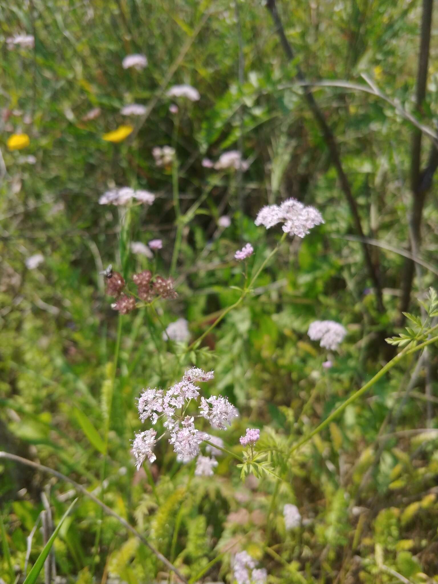 Слика од Torilis trichosperma (L.) Spreng.