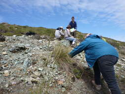 Image of serpentine reedgrass