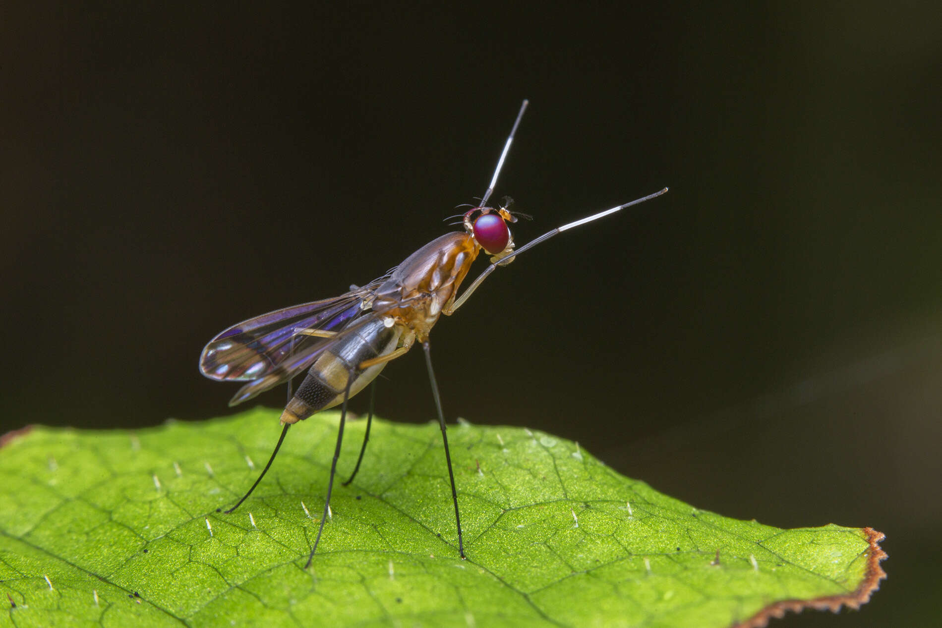 Imagem de Nothybus sumatranus Enderlein 1922