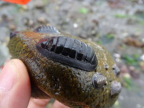 Image de Chiton magnificus Deshayes 1827