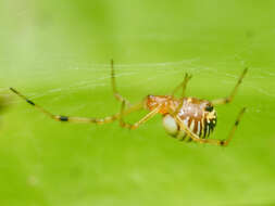 Image of Theridion zonulatum Thorell 1890