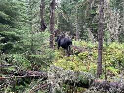 Image of Alaska moose