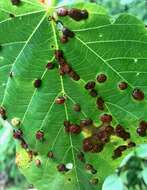 Image of Contarinia verrucicola (Osten Sacken 1875)