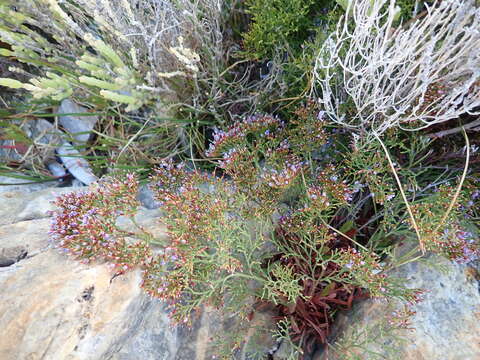 Imagem de Limonium scabrum (Thunb.) Kuntze