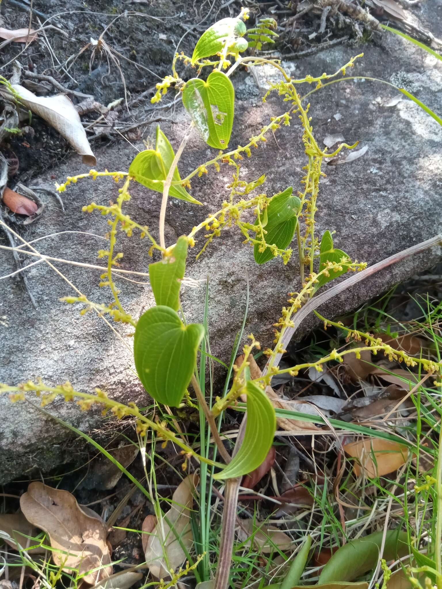 Image of Dioscorea heteropoda Baker