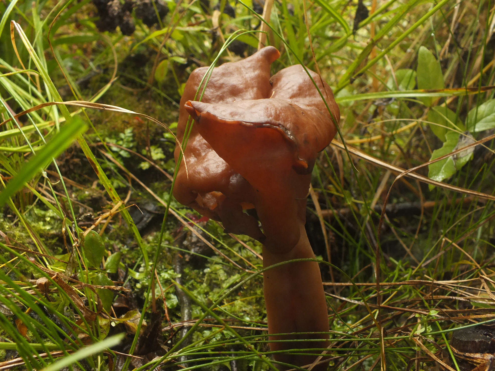 Image de Gyromitra infula (Schaeff.) Quél. 1886