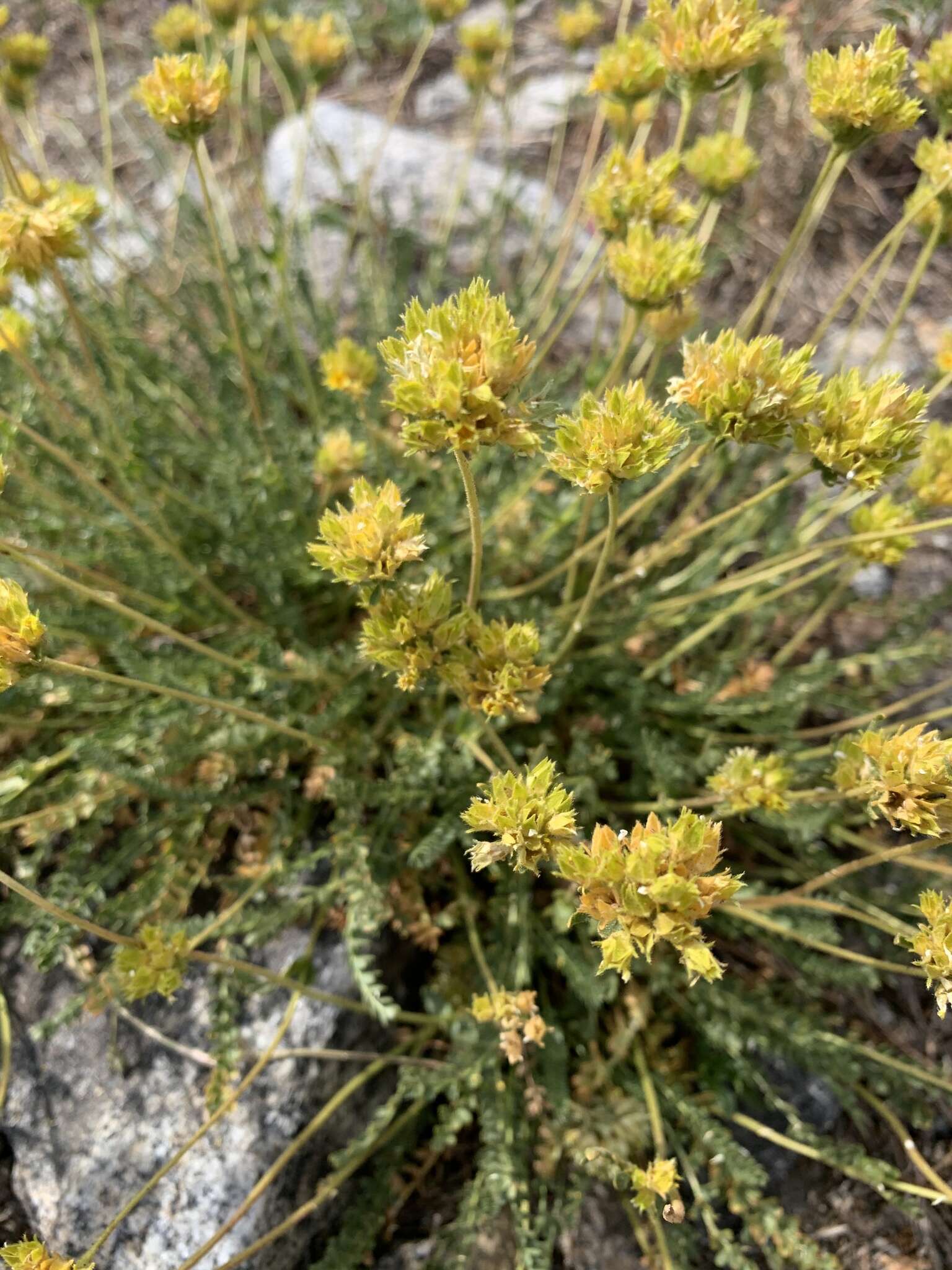 Image de Ivesia gordonii (Hook.) Torr. & Gray