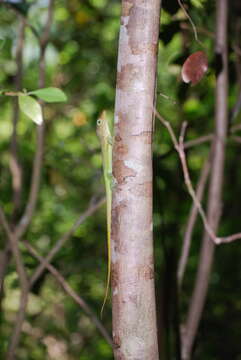 Image of Saint Lucia tree lizard