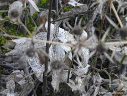 Image of Phlomis herba-venti L.