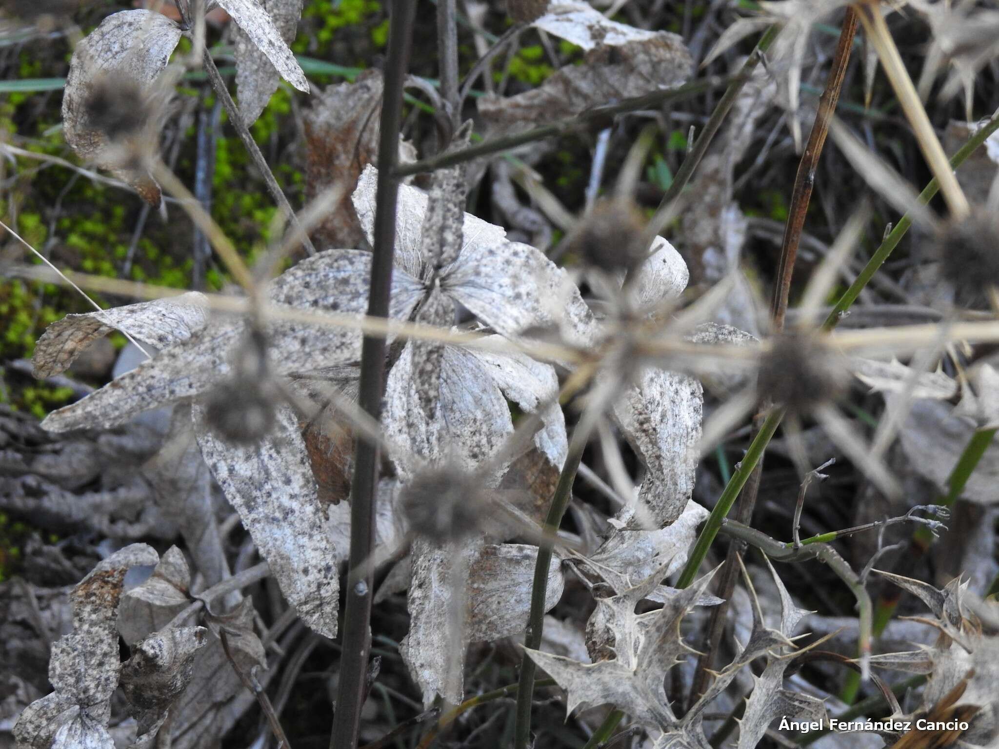 Image of Phlomis herba-venti L.