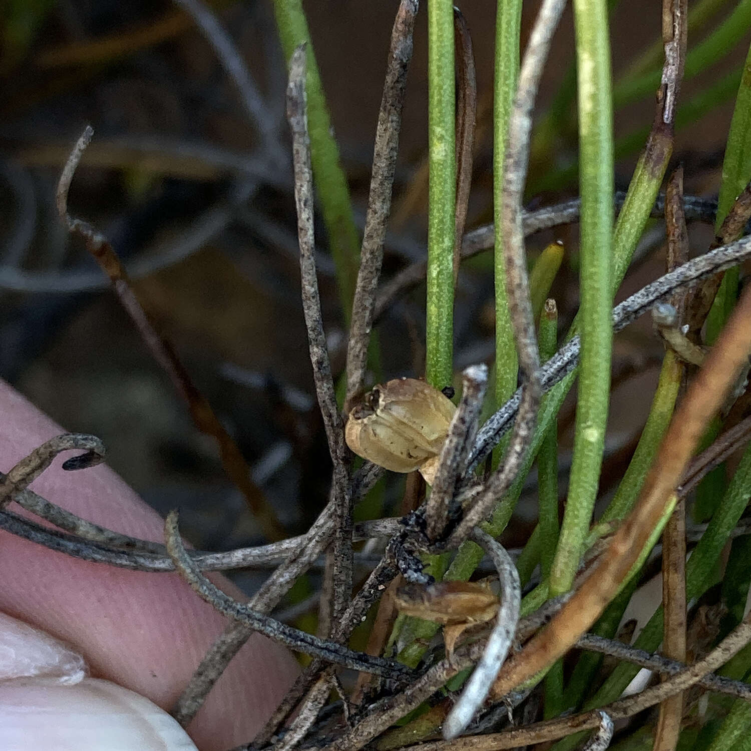 Image of Centella macrocarpa (Rich.) Adamson