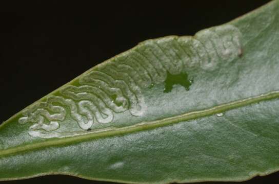 Image of Eumetriochroa panacivermiforma (Watt 1920)