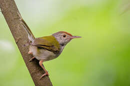 Image of Common Tailorbird