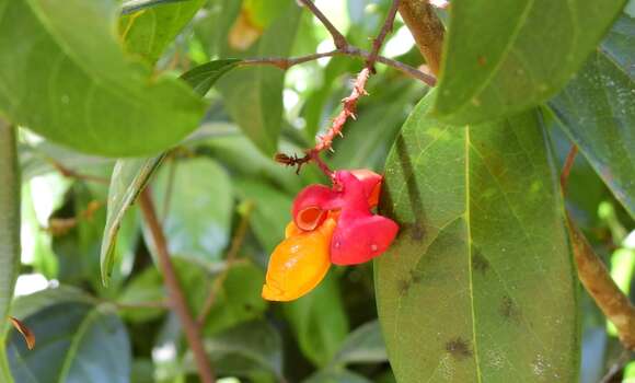 Image de Mischocarpus exangulatus (F. Müll.) Radlk.