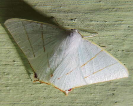 Image of Ourapteryx margaritata Moore 1868