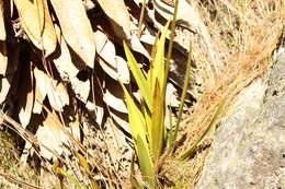 Image of Cyrtochilum revolutum (Lindl.) Dalström