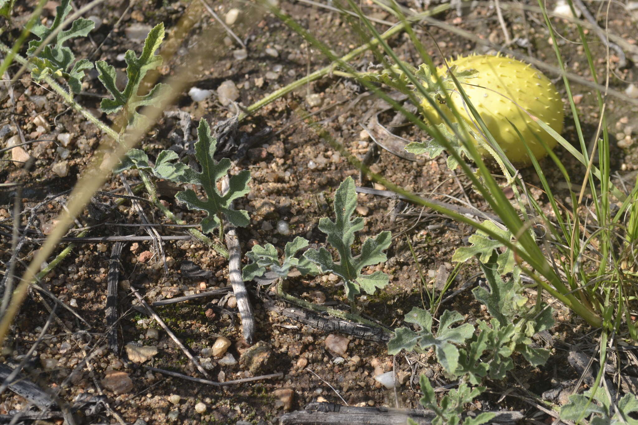 Image de Cucumis zeyheri Sond.