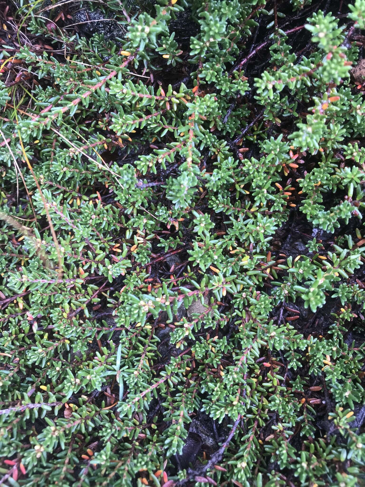 Image of purple crowberry