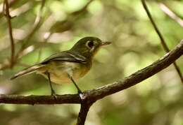 Image of Cuban Vireo